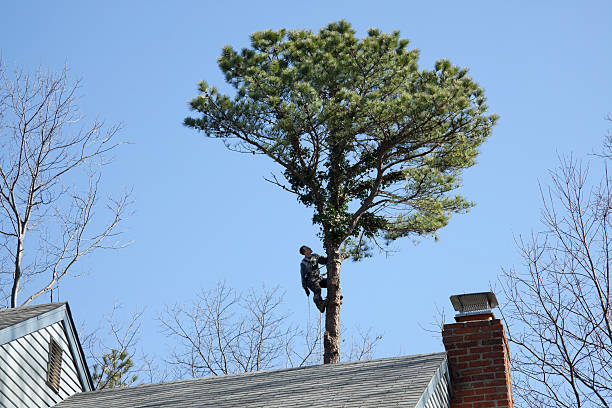 Torrington, WY Tree Care Company